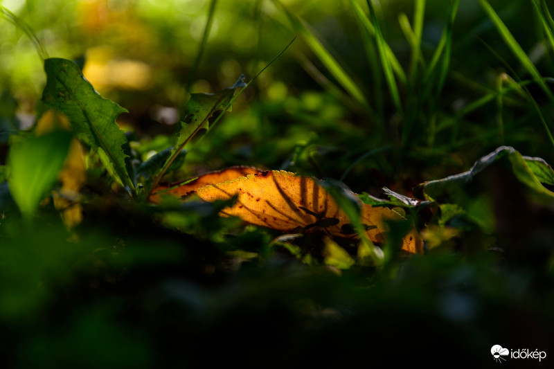 Ez a levél, mint egy lámpa, mutatja az ősz közeledtét