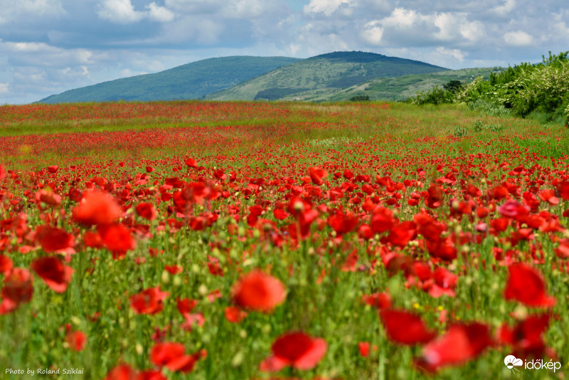 Álmaim pipacstengere :-)