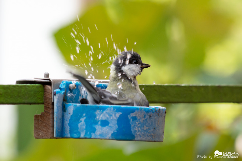 Mai nap legcukibb  képe(m), Cinege medencézik :-)
