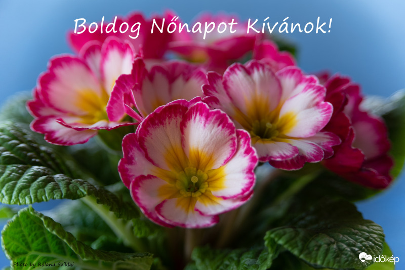 Boldog Nőnapot Kívánok Minden Kedves Hölgynek! :-)