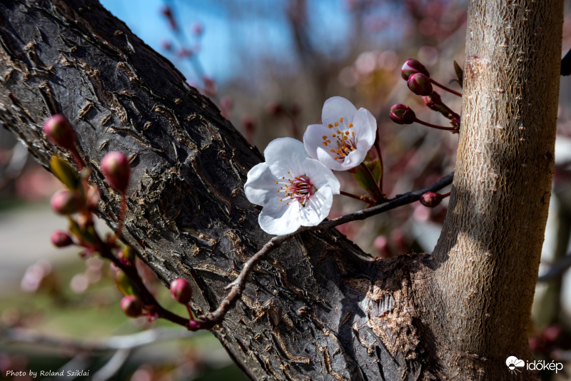 Ma kezdett virágozni! :-)