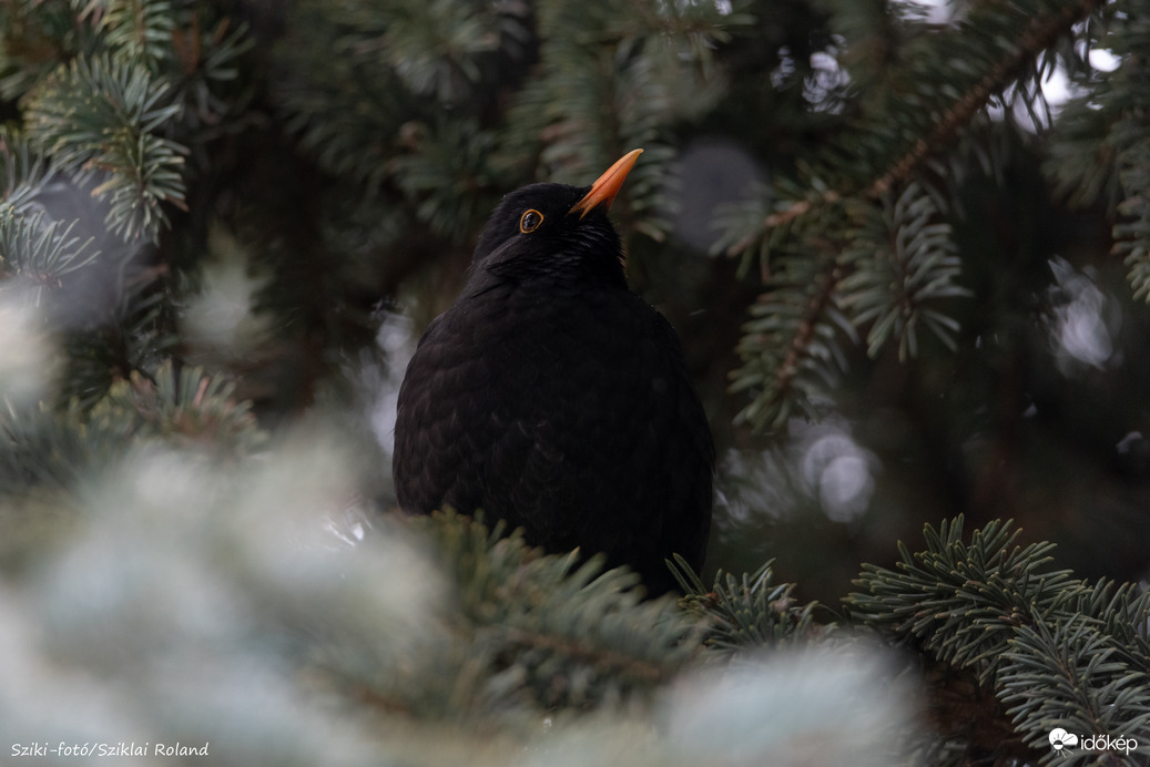 Kertünkben élő, sokszor halkan csicsergő Fekete rigónk! :-)
