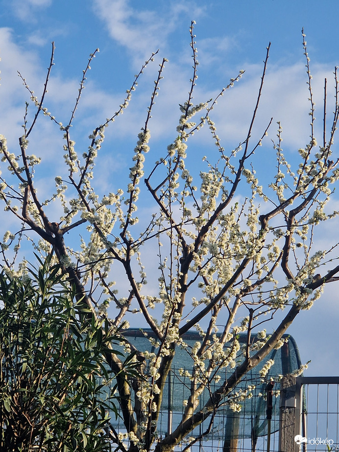 Szilvafa Virágzás