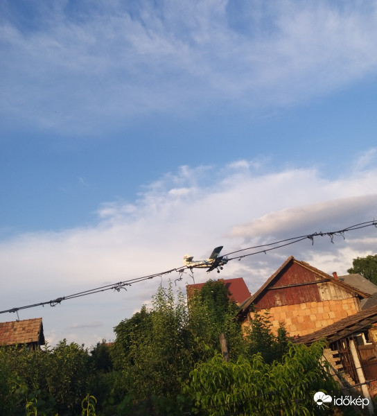 Szúnyogirtó 