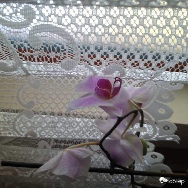 Orchidea