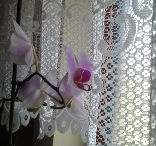 Orchidea 