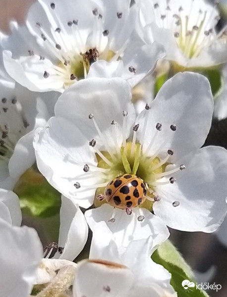 Harlekin