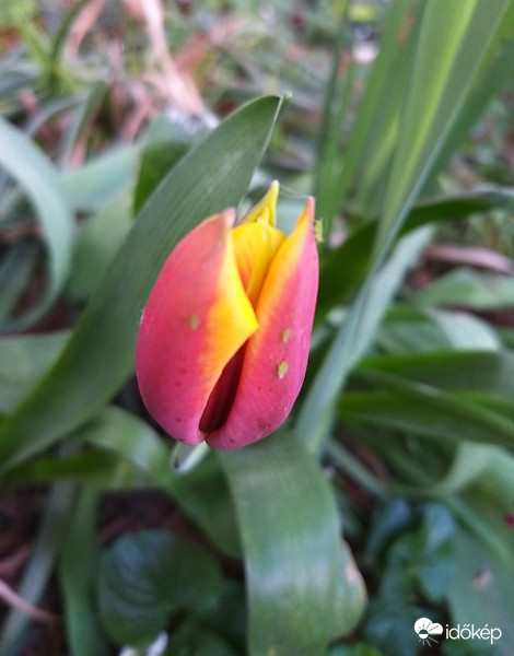 Ébredő tulipán