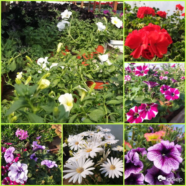 Virágözön 2