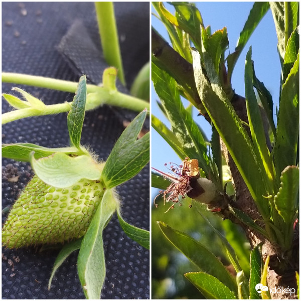 Eper és egy túlelő barack