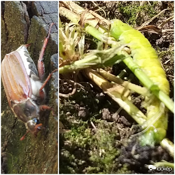 Cserebogár és egy Lárva