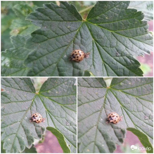 Harlekin