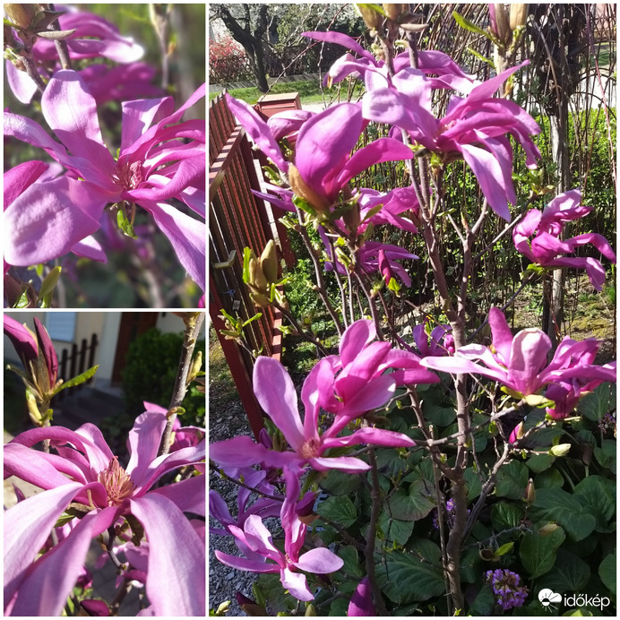 Magnolia
