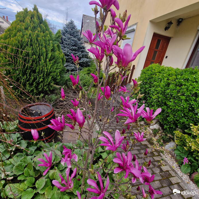 Magnolia