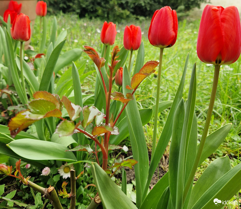 Tulipánok