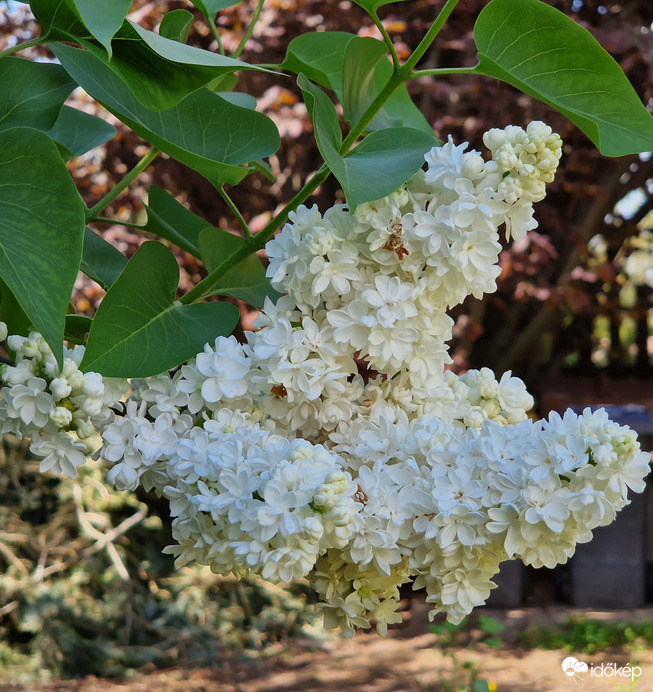 Orgona Virágzásban