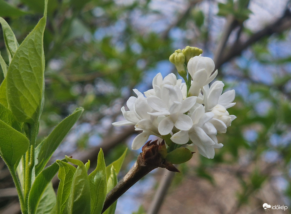 Orgona Virágzat