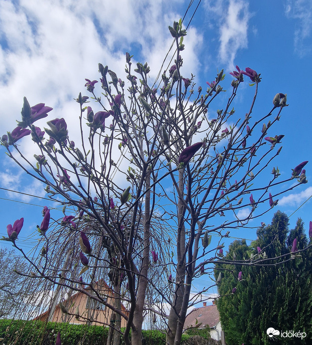 Magnolia