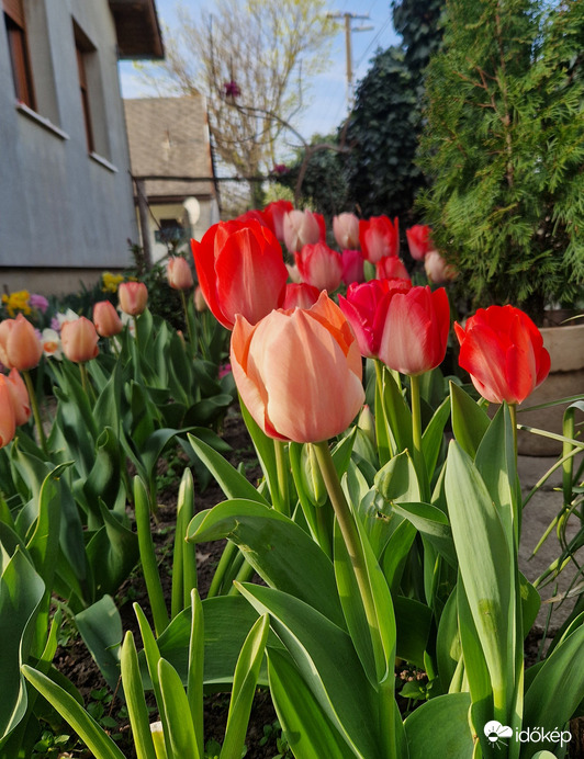 Tulipánok