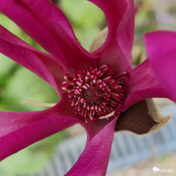 Magnolia Virág