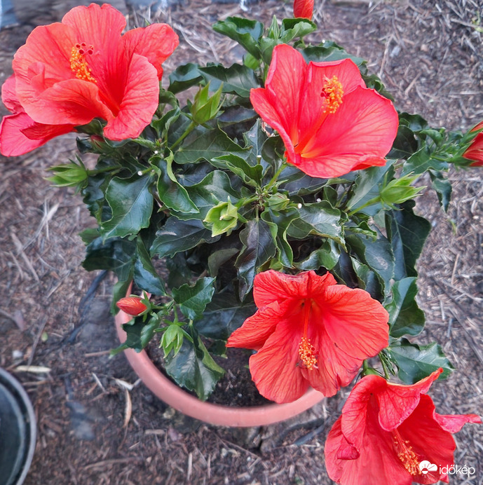 Hibiszkusz