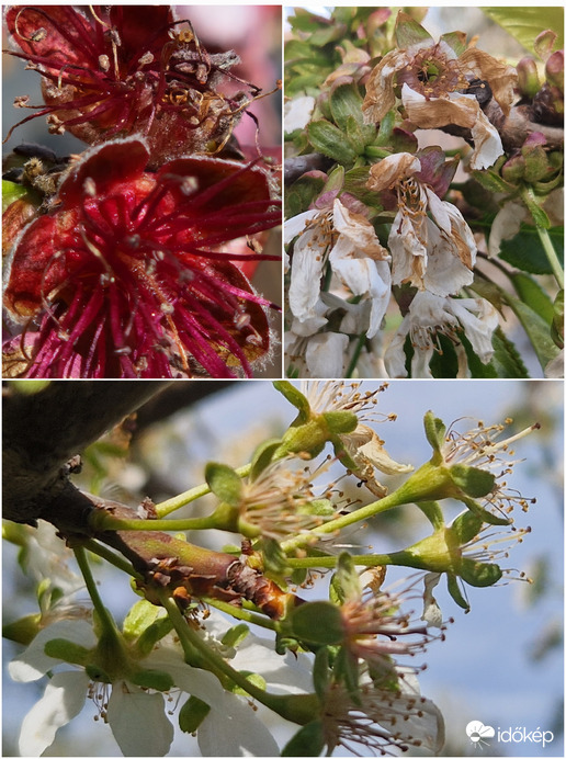 Vannak olyanok amik átvészelték a fagyott