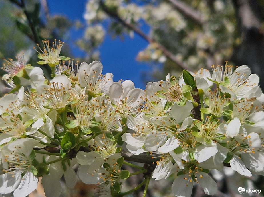 Szilva Ellvirágzásban