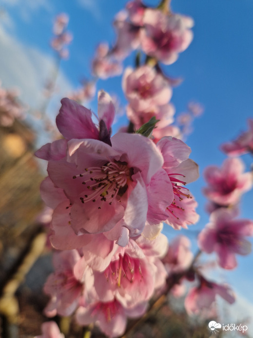 Összibarack Virágzás