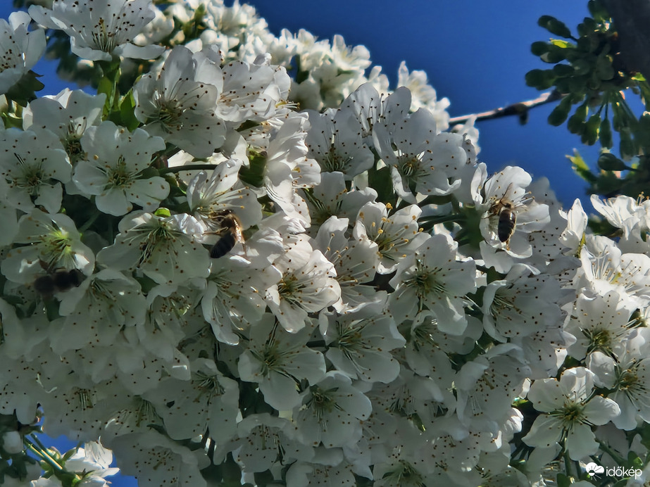Cseresznye Porzás 2