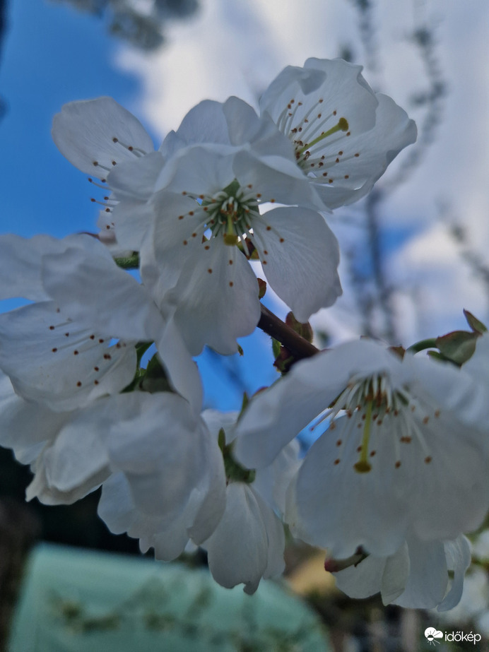 Cseresznye Virágzás