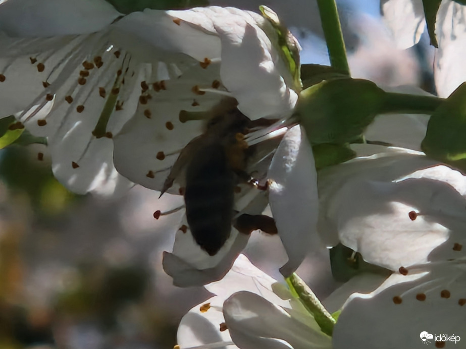 Cseresznye Porzás 3