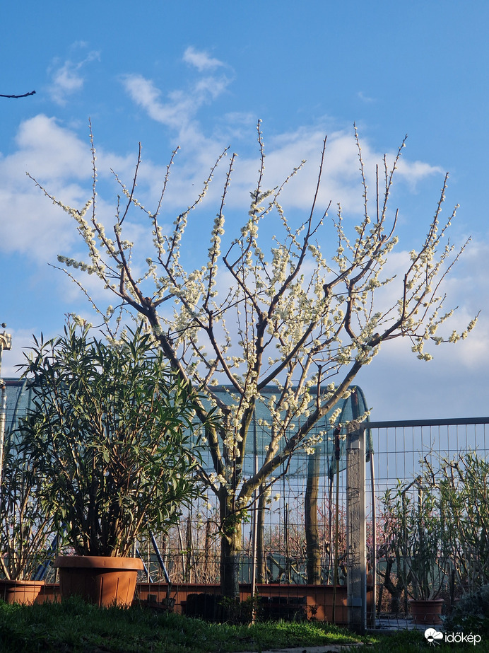 Mint a Hó Annyira Tele van