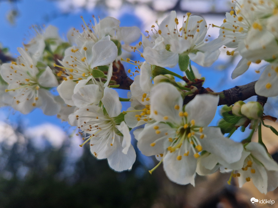 Szilvafa Virágzás 2