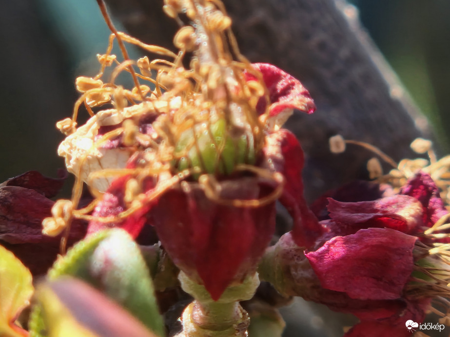 Végre Lesz Kajszi Barack