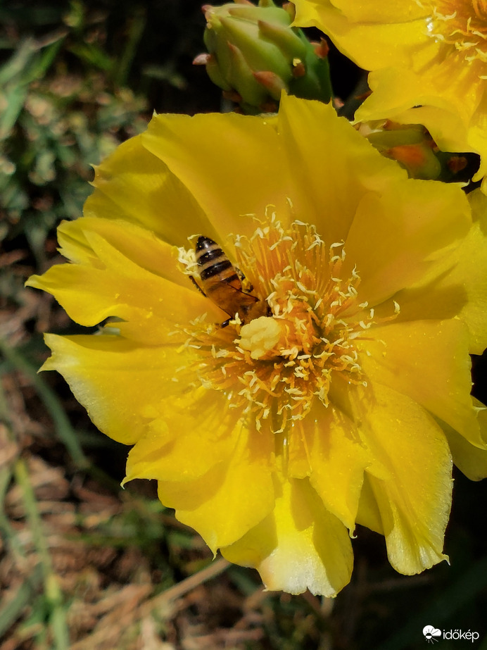 Ma méhek is dolgoztak /2