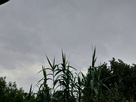 Ladánybene