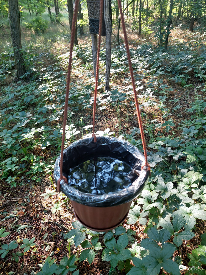 Madarak hőségben 