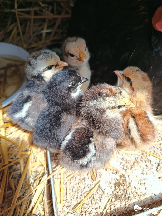 A nyuszik után a csibék is megérkeztek!:)