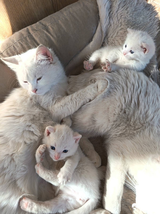White Family:))