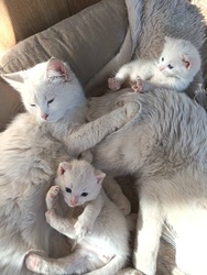 White Family:))