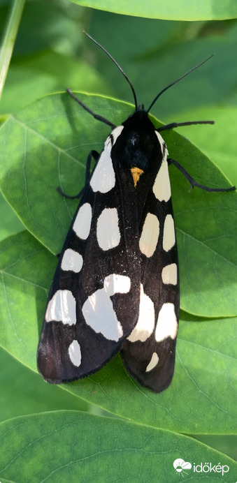Fehérpettyes medvelepke 