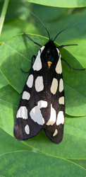 Fehérpettyes medvelepke 