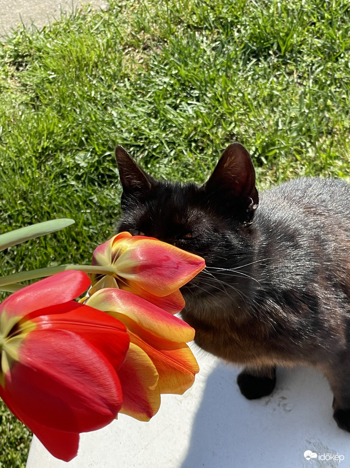 De jó illata van!:)