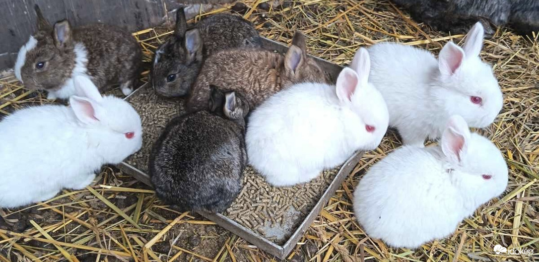 Húsvéti nyuszik! :)