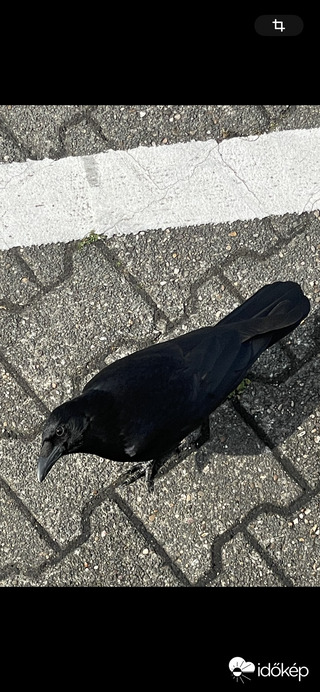 Leskelődünk??? Leskelődünk…???
