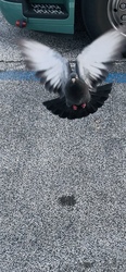Vigyázat!!!! Jövök!!!:))