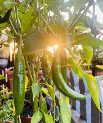 Tavasszal a fűszereket válogatva kidobtam egy cserépbe a chili fűszerpaprikát es olyan boldogság tölt el ugyanis ez lett belőle! :)