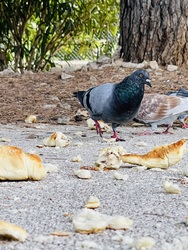 A bőség zavara:)