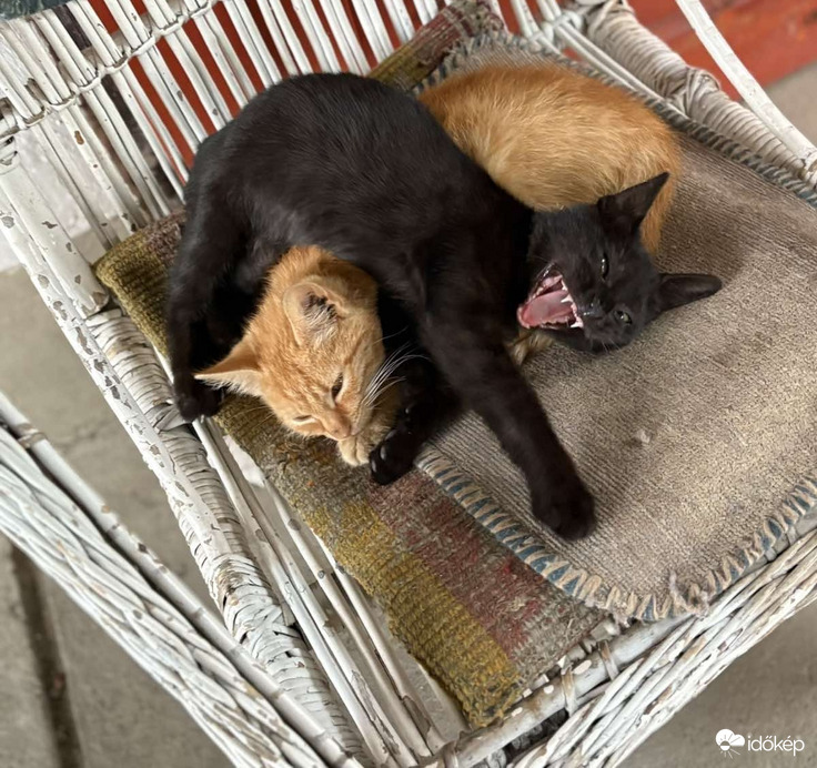 Idegbeteg macskám! :)) jaaajj, hagyjál már! Már az is baj ha ráfekszem:))