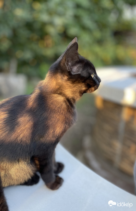 Gyönyörűségem :)